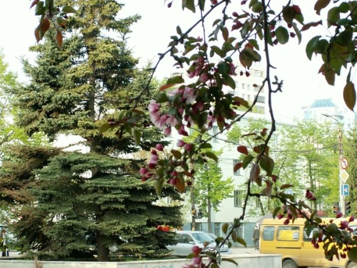 Фото ЧЕЛЯБИНСК и ЧЕЛЯБИНЦЫ. Майский цвет