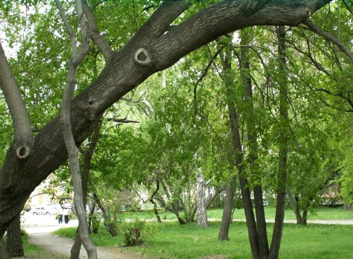 Фото ЧЕЛЯБИНСК и ЧЕЛЯБИНЦЫ. Майский цвет