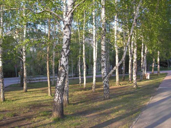 Фото ЧЕЛЯБИНСК и ЧЕЛЯБИНЦЫ. Майский цвет