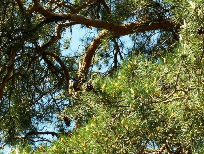 Фото Биологическое разнообразие области. Детский коннкурс
