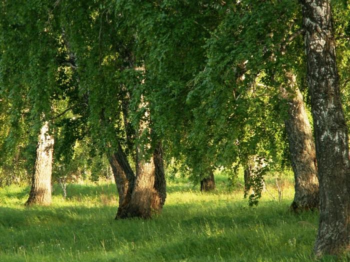 Фото Ильмены-2006