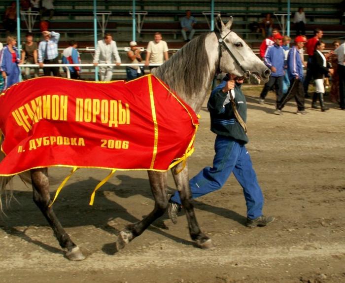 Фото Праздник орловской рысистой породы