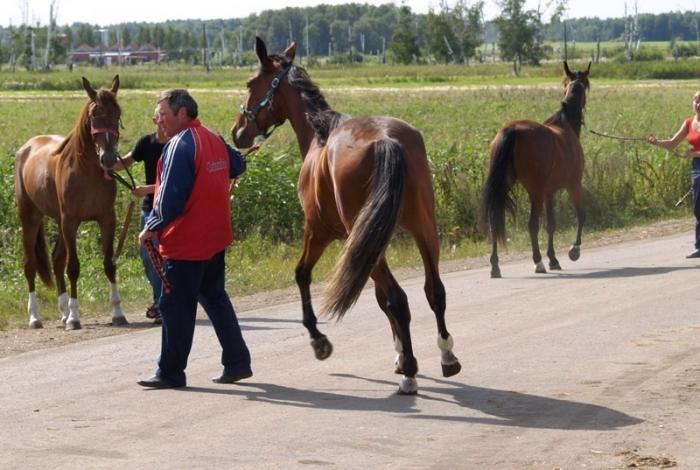 Фото Праздник орловской рысистой породы