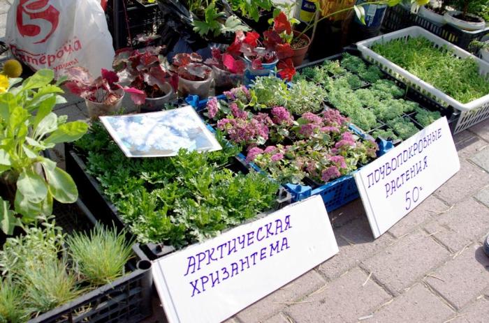 Фото Цветы и плоды, Челябинск-2015