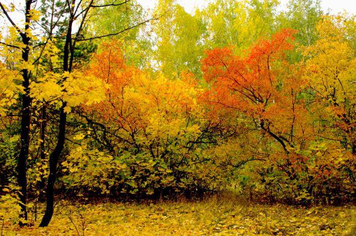 Фото Под небом