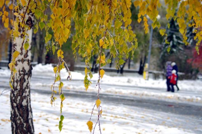 Фото Ледяной дождь