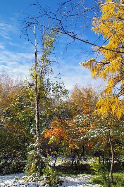 Фото Преждевременный снег