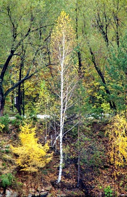Фото Преждевременный снег