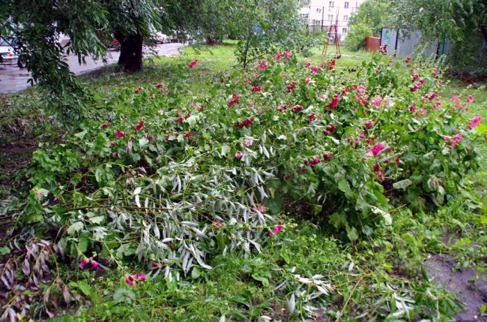 Фото Июльские дожди-2014