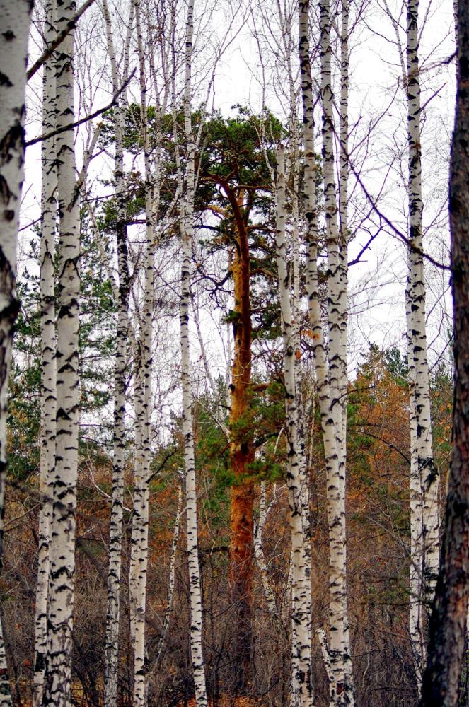 Фото Бурая осень