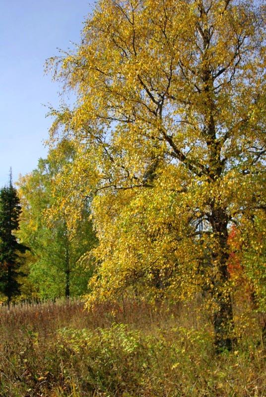 Фото Зюраткуль, осень. 