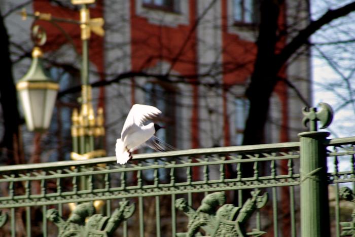 Фото Санкт-Петербург. Апрель