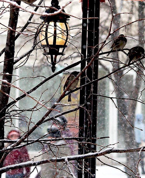 Фото Падал снег