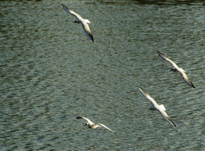 Фото Времена года. Октябрь-2008