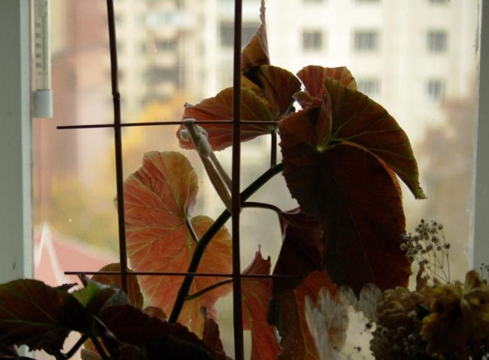 Фото Времена года. Октябрь-2008