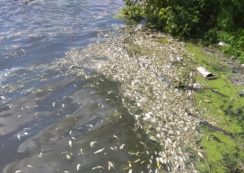 Главрыбвод завтра, 20-го июля, назовет точную причину гибели рыбы в реке Миасс под Челябинском (К
