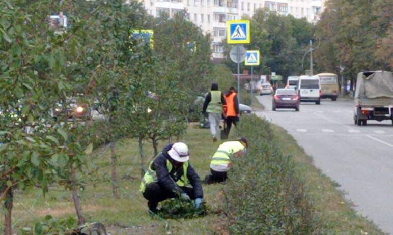 В Челябинске подходят к концу работы по высадке новых кустов кизильника на разделительном газоне 