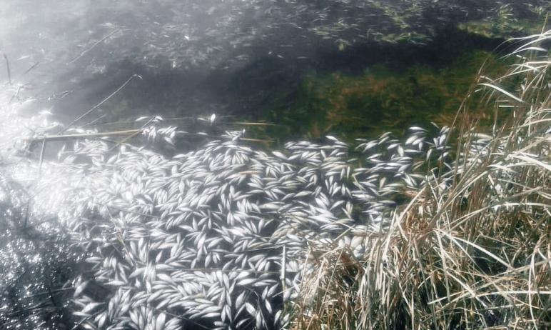 Информация о факте гибели рыбы в озере Касарги, озвученная в СМИ, передана минсельхозом Челябинск