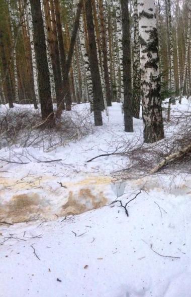 Оперативная группа выявила незаконную рубку леса в северо-восточной части национального парка «Зи
