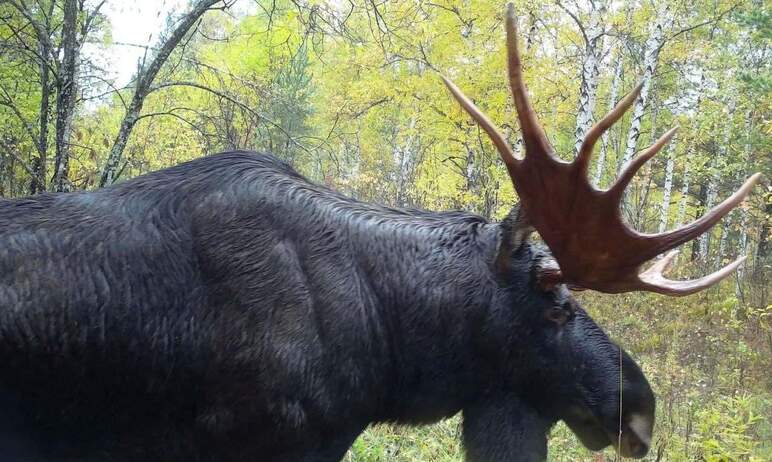 В фотоловушку национального парка «Таганай» (Челябинская область) попался лесной великан – могучи
