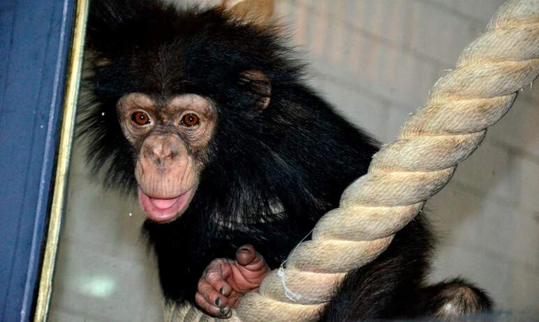Челябинский зоопарк завтра, 14-го декабря, в час дня отметит Международный день обезьян.


