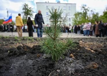 Фото    В Челябинске накануне 9 Мая «вырос» кедровый сад Победы